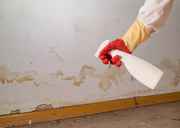 Your Water Restoration and Mold Remediation Specialists in Talmo, GA