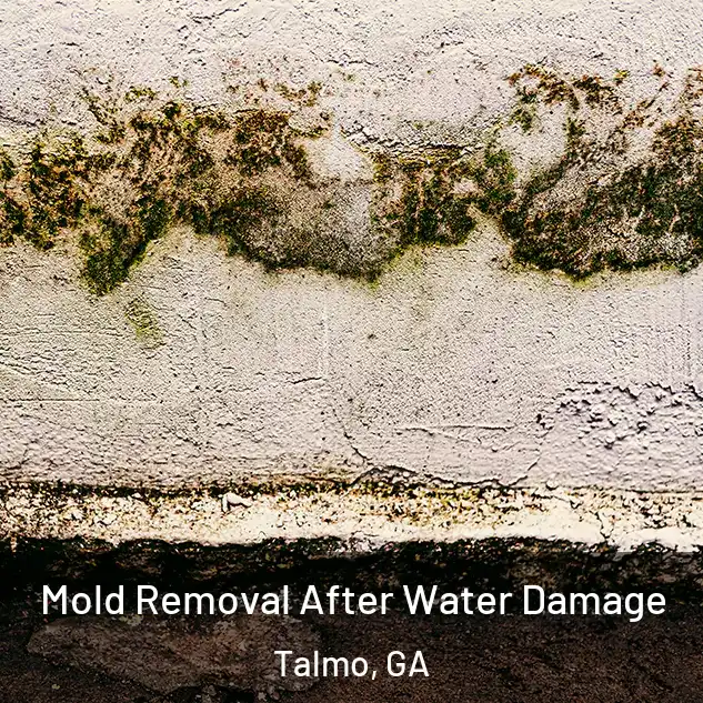  Mold Removal After Water Damage Talmo, GA